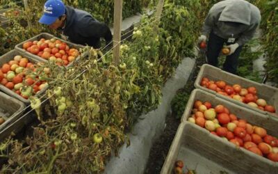 Regolarizzazione migranti. Ero straniero: “Pratiche ferme, uffici allo stremo”