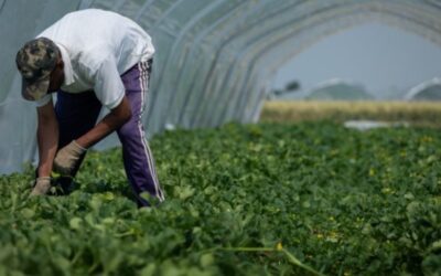 Dall’insalata in busta agli allevamenti: dossier e podcast sul caporalato al Nord. “Il costo del lavoro è il più sacrificabile di tutta la filiera”