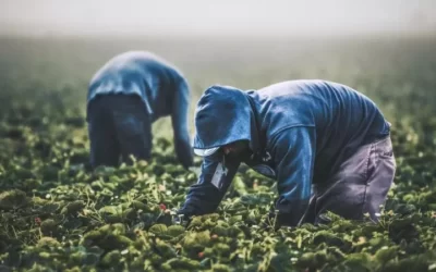 Caporalato e diritti violati dei lavoratori: solo nel settore agricolo accertati 450mila casi: tutte le responsabilità della legge Bossi-Fini