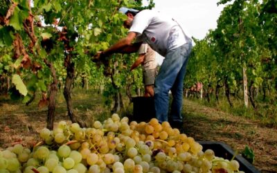 Decreto Flussi. Scarse risposte e delusioni: il dilemma delle aziende agricole toscane nel reclutare lavoratori stranieri