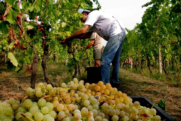 Decreto Flussi. Scarse risposte e delusioni: il dilemma delle aziende agricole toscane nel reclutare lavoratori stranieri