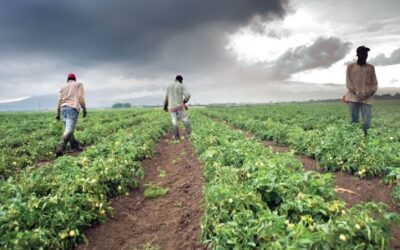 Nasce il Sistema informativo per la lotta al caporalato nell’agricoltura