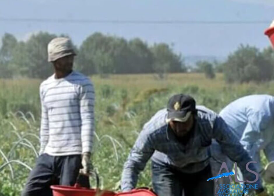 Contratti fittizi, coop fatte fallire e alloggi fantasma: come vengono sfruttati i migranti nell’agricoltura in Sicilia